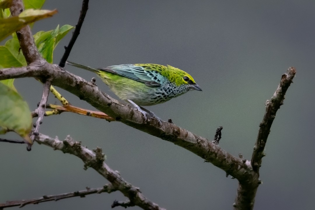 Speckled Tanager - ML329572981