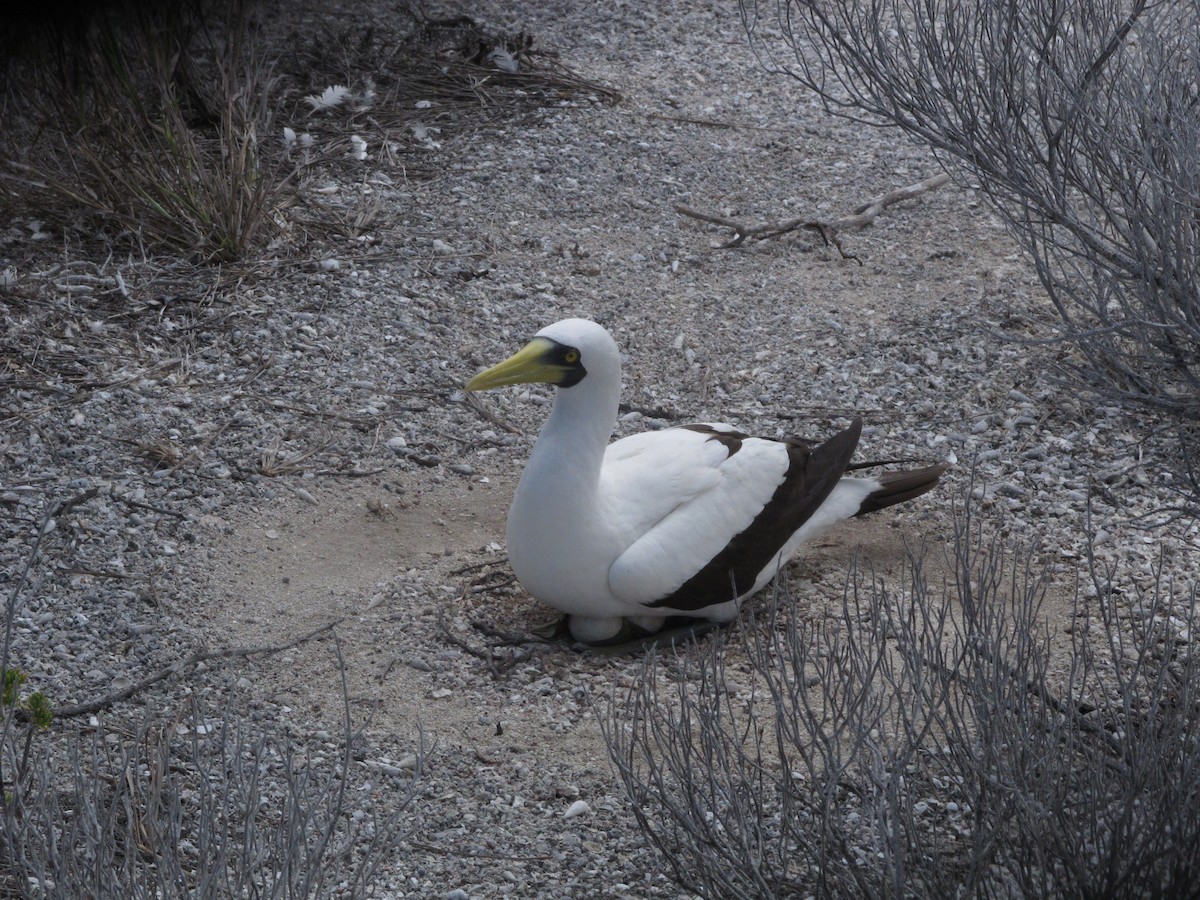 Masked Booby - ML329574741