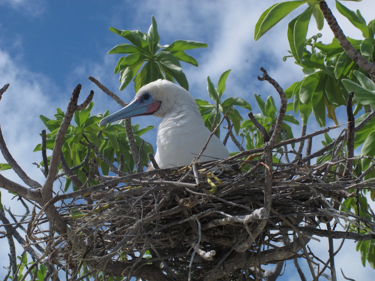 Red-footed Booby - ML329575041