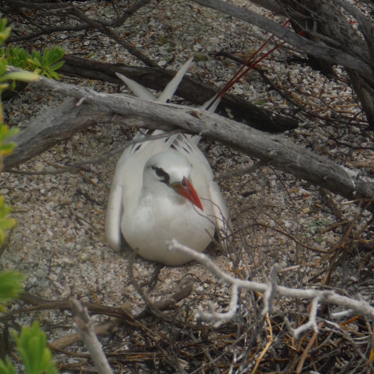Red-tailed Tropicbird - Rich Wilkens