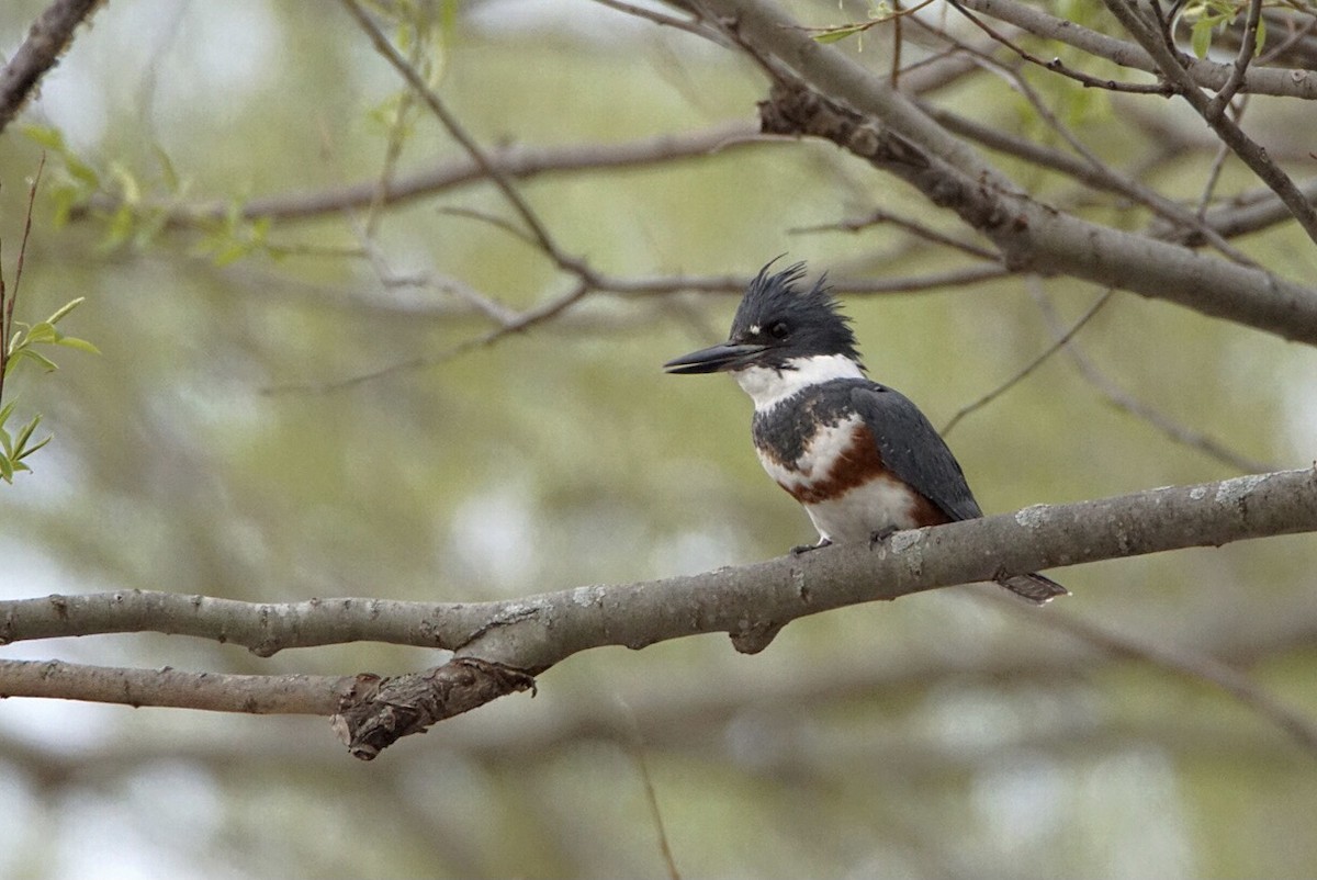 Belted Kingfisher - ML329577431