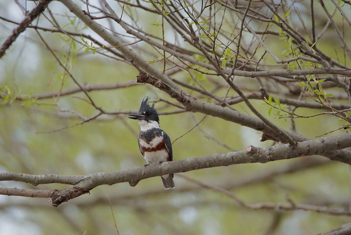Belted Kingfisher - ML329577471