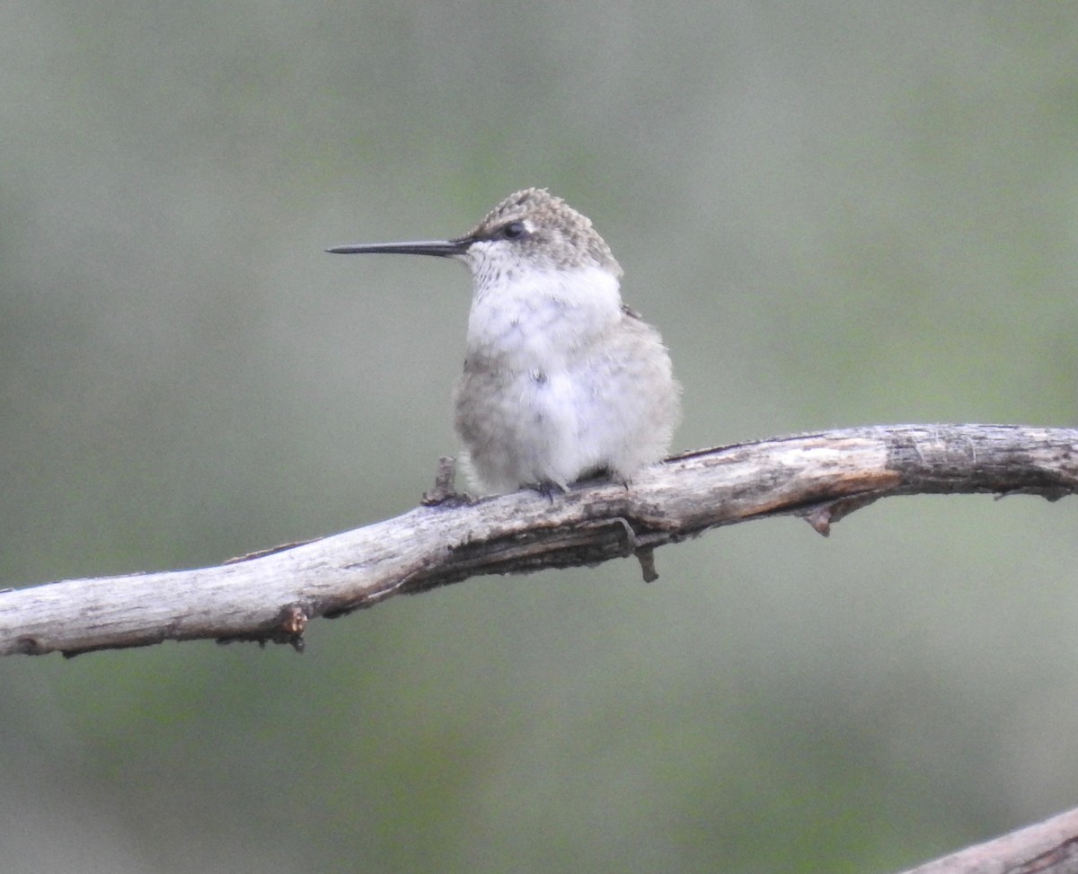 Black-chinned Hummingbird - ML32958351