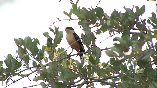  - Shaft-tailed Whydah