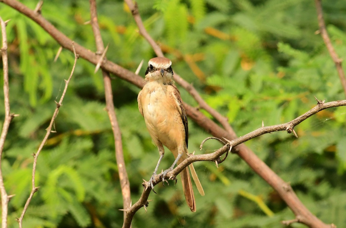 Brown Shrike - Ravindran Kamatchi