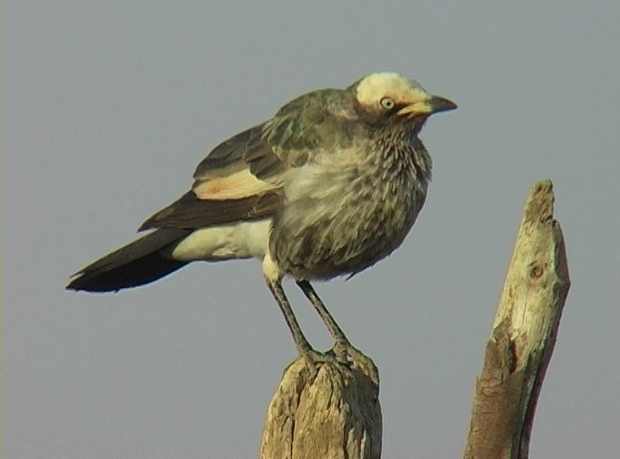 White-crowned Starling - ML329590651
