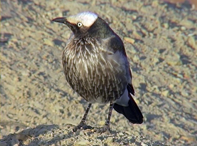 White-crowned Starling - ML329590661