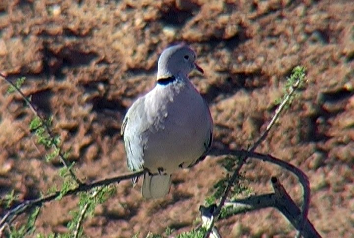 Ring-necked Dove - ML329590721
