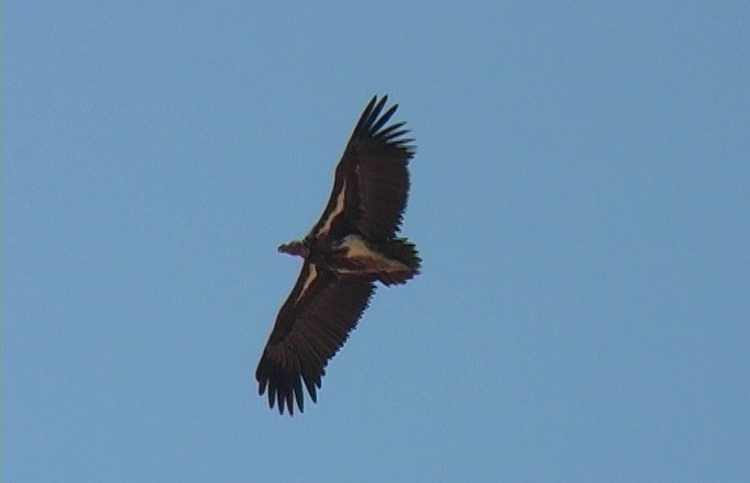 Lappet-faced Vulture - ML329591311