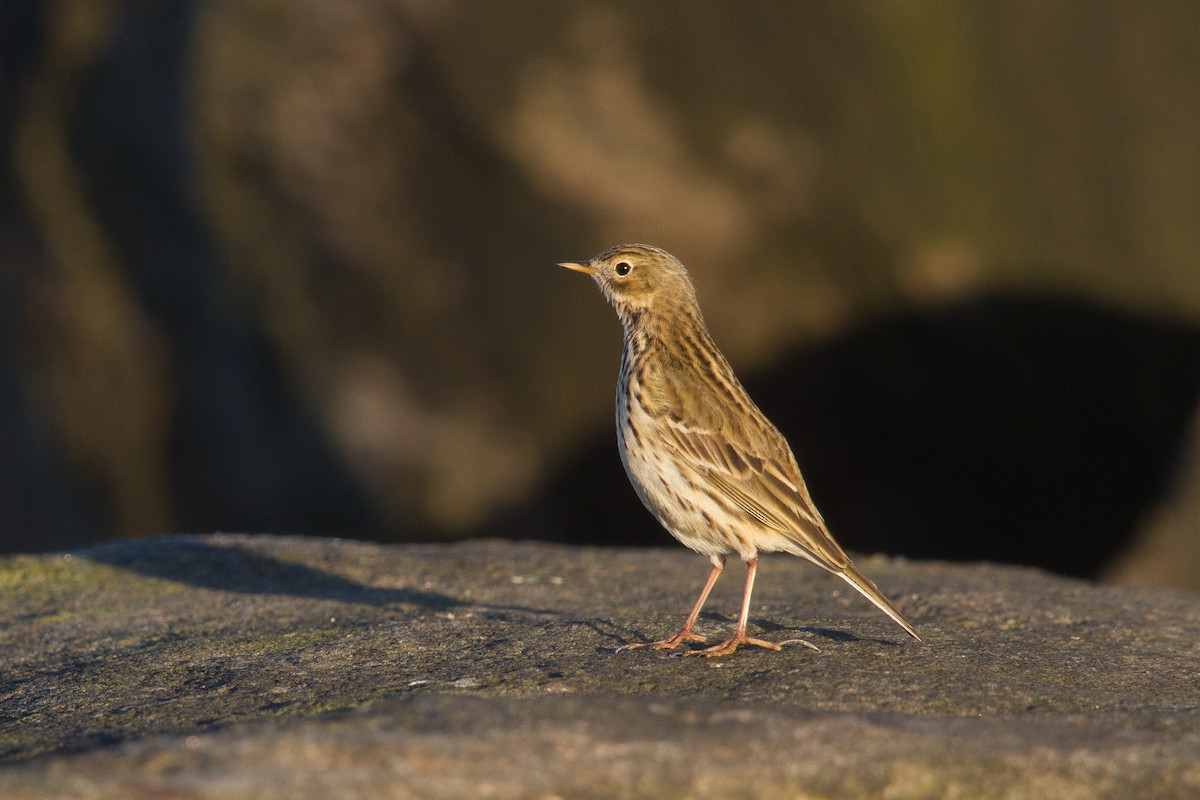 Meadow Pipit - ML329591471