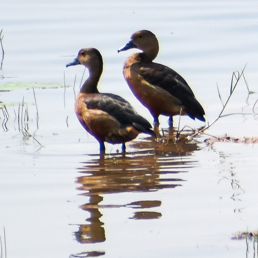 Lesser Whistling-Duck - Robin Cupp