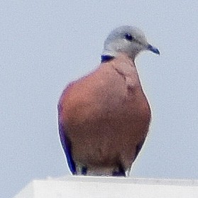 Red Collared-Dove - Robin Cupp