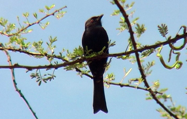 Fork-tailed Drongo - ML329594191