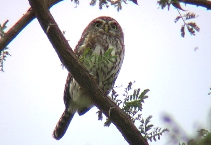 Pearl-spotted Owlet - ML329595361