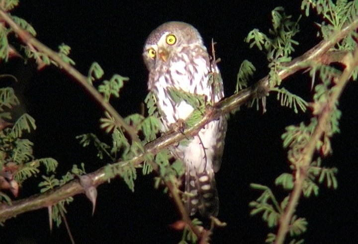 Pearl-spotted Owlet - ML329595371