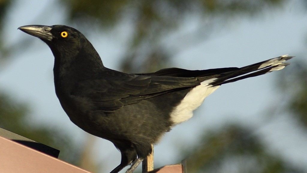Pied Currawong - ML329596161