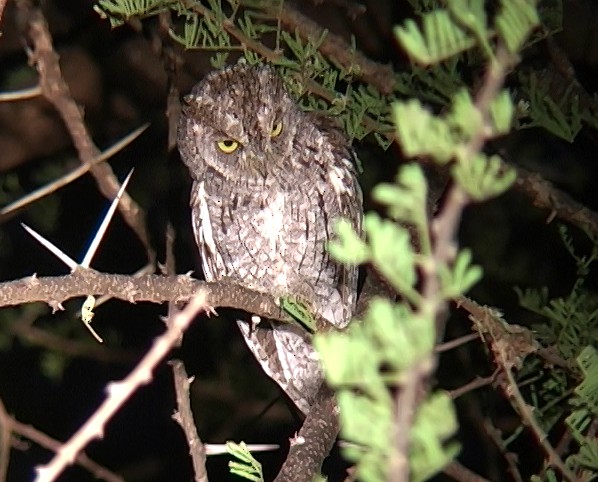 African Scops-Owl (African) - ML329599441