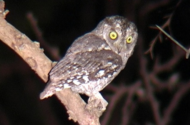 African Scops-Owl (African) - ML329599451