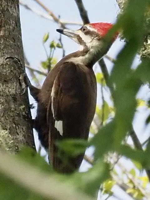 Pileated Woodpecker - ML329609661
