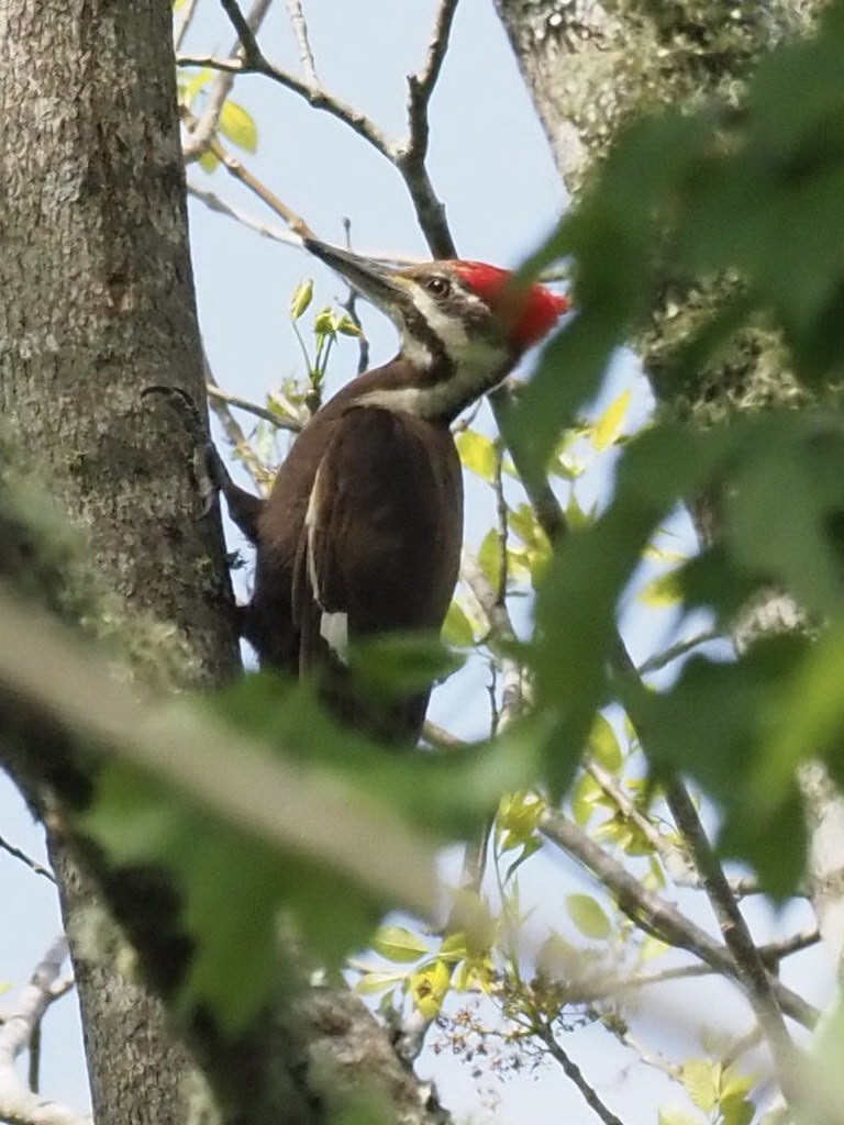 Pileated Woodpecker - ML329609671