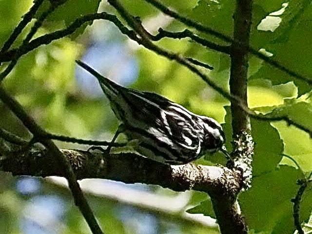 Black-and-white Warbler - ML329609741