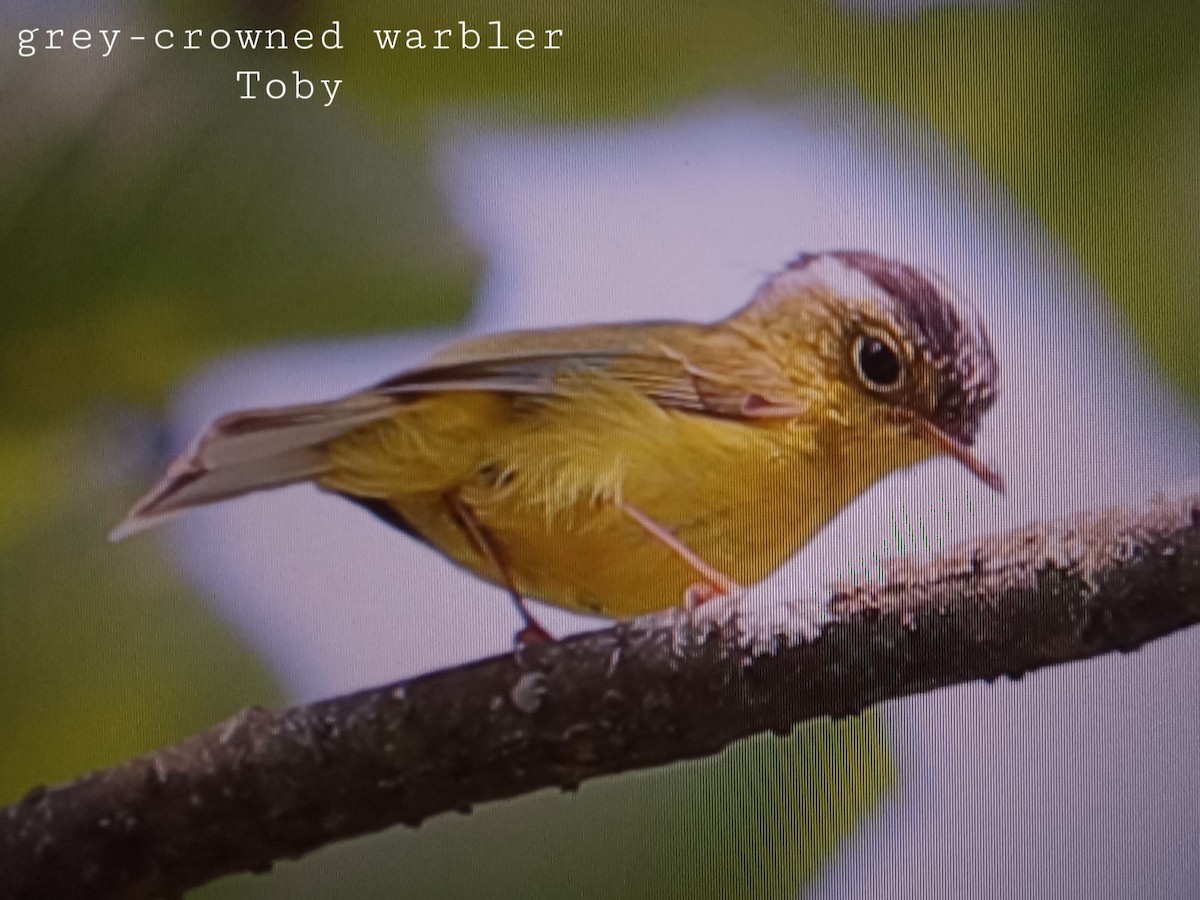 Gray-crowned Warbler - Trung Buithanh