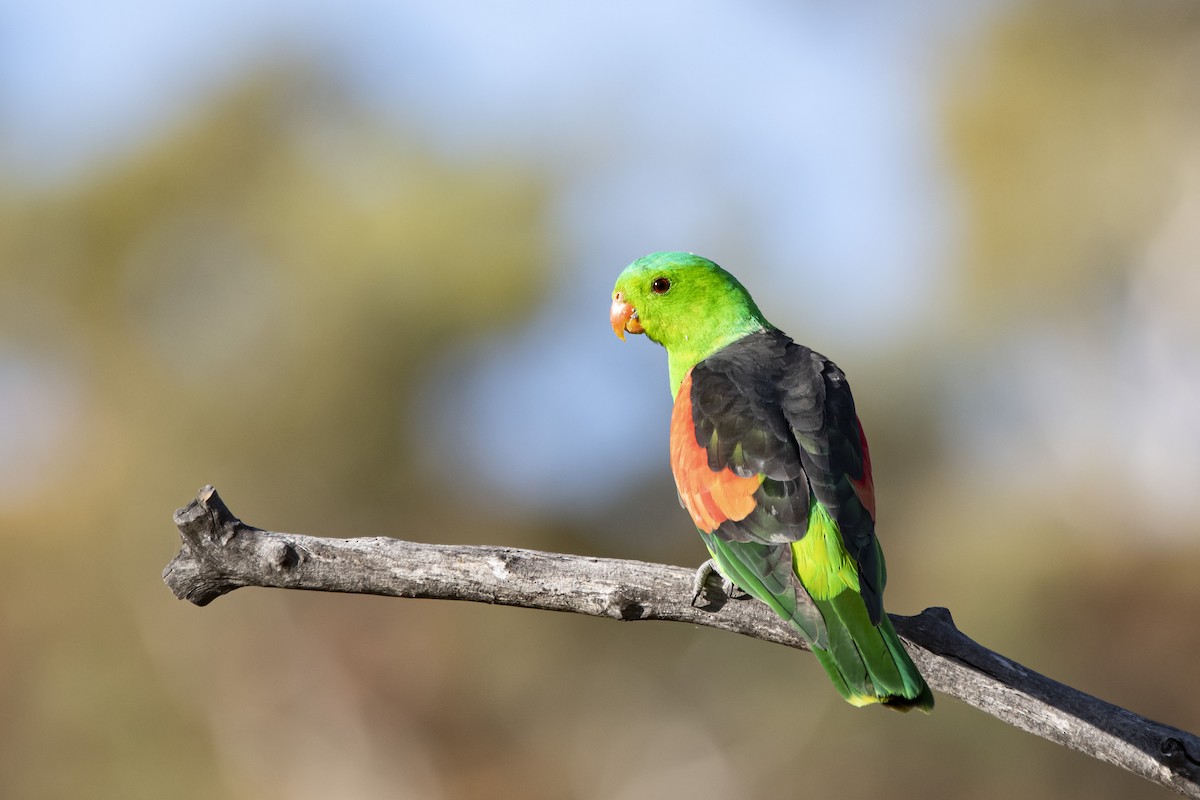 Red-winged Parrot - ML329611541