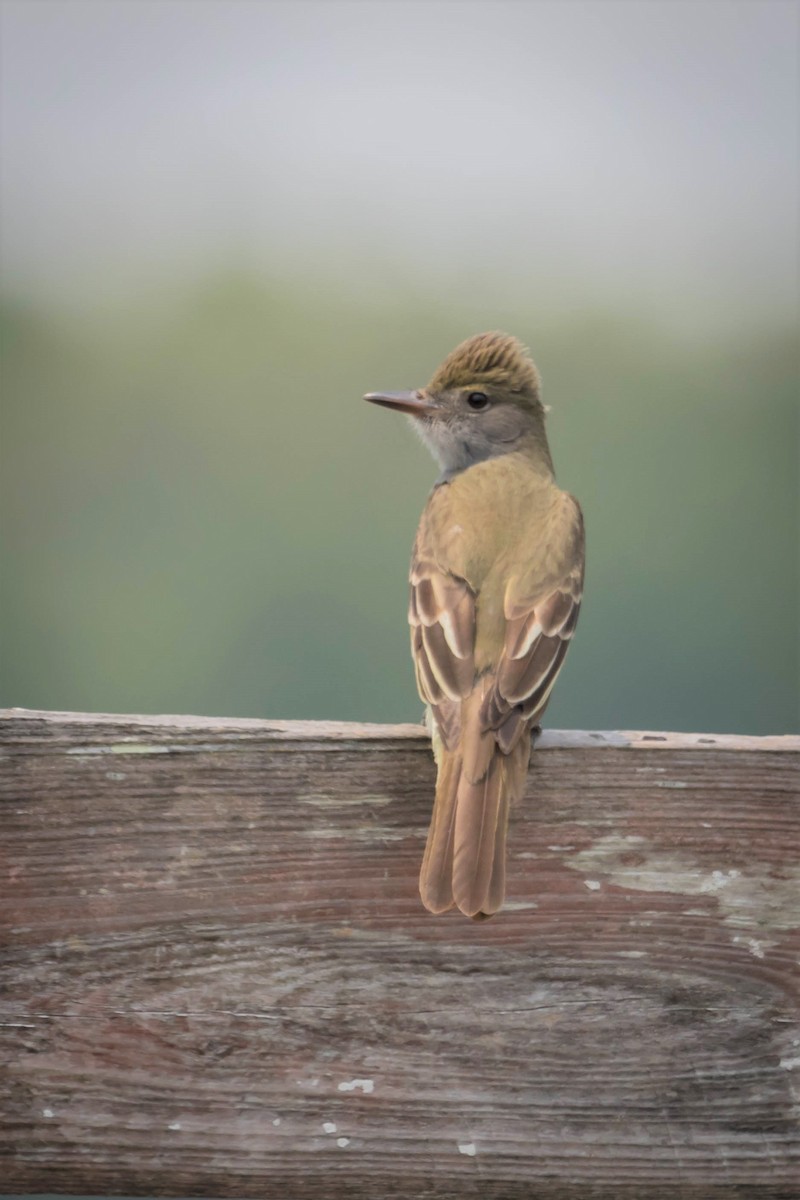 Great Crested Flycatcher - ML329612081
