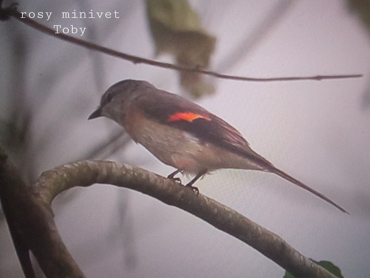 Rosy Minivet - Trung Buithanh
