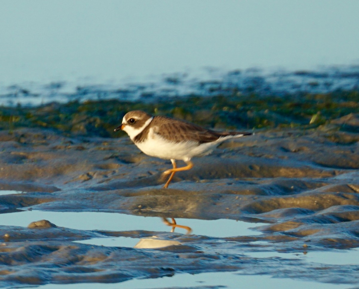 Semipalmated Plover - ML32962661