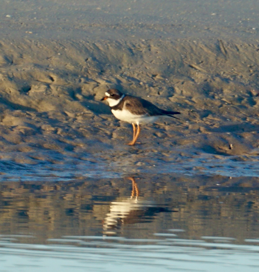 Semipalmated Plover - ML32962671