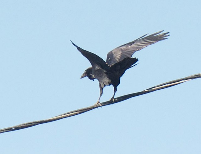 Common Raven - ML32962811