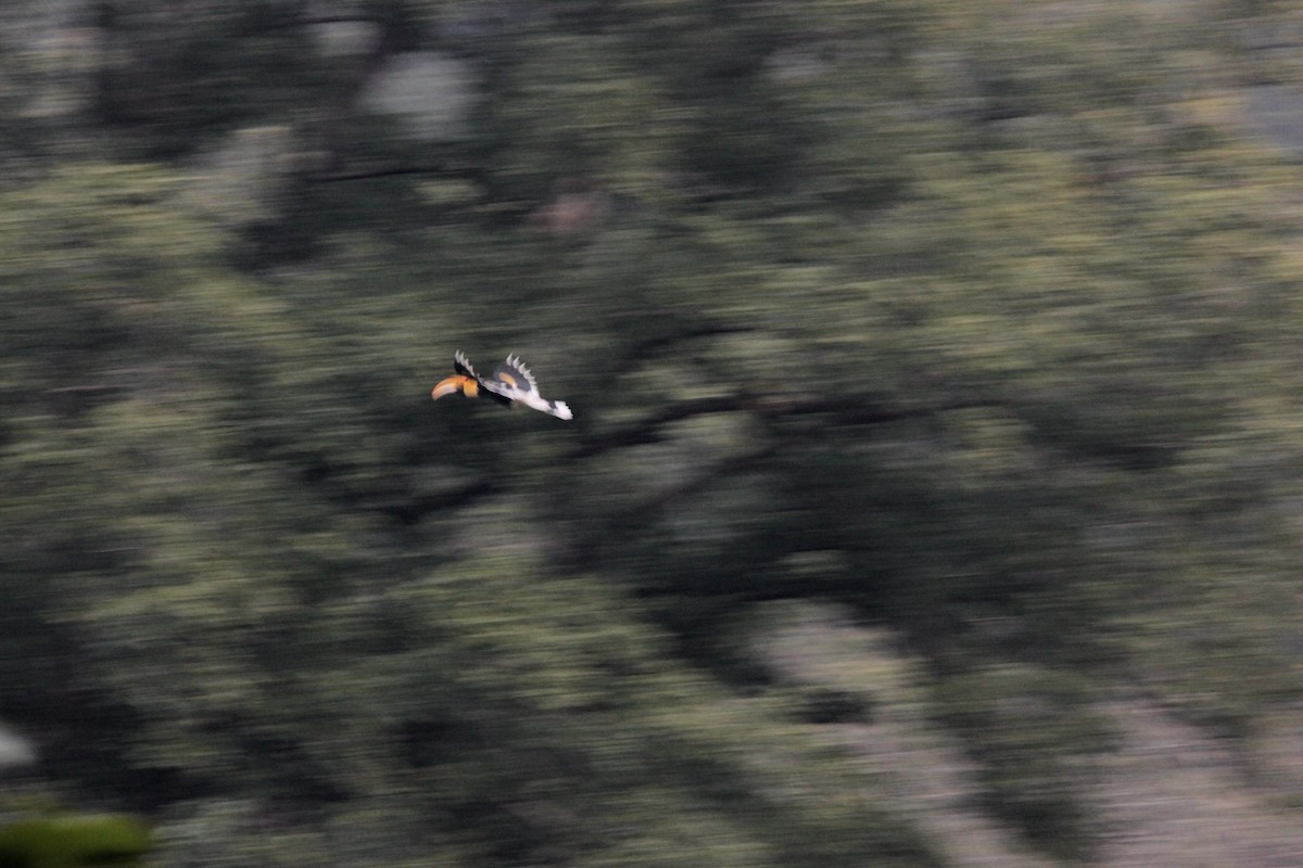 Great Hornbill - NILANJAN COOMAR