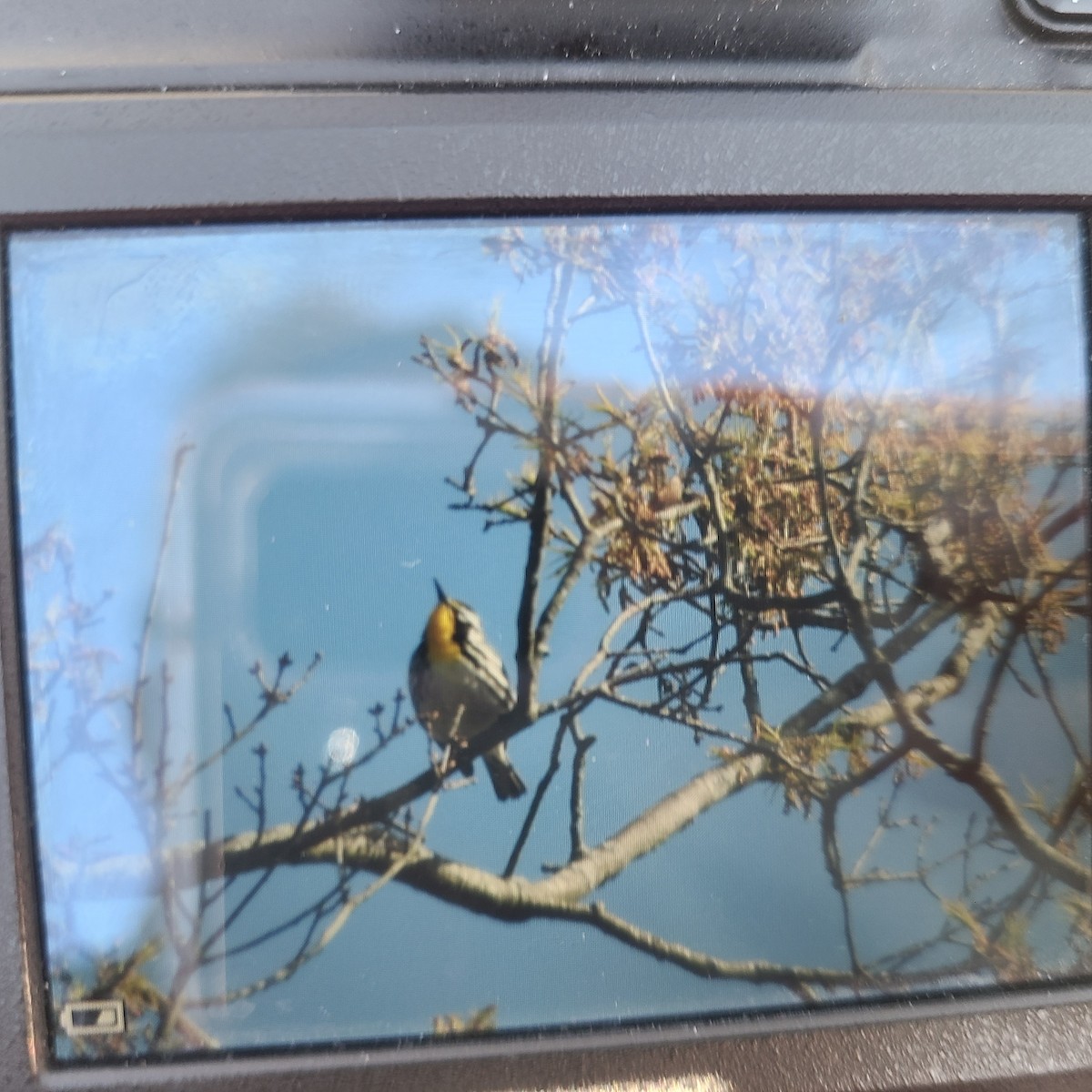 Yellow-throated Warbler - ML329629491
