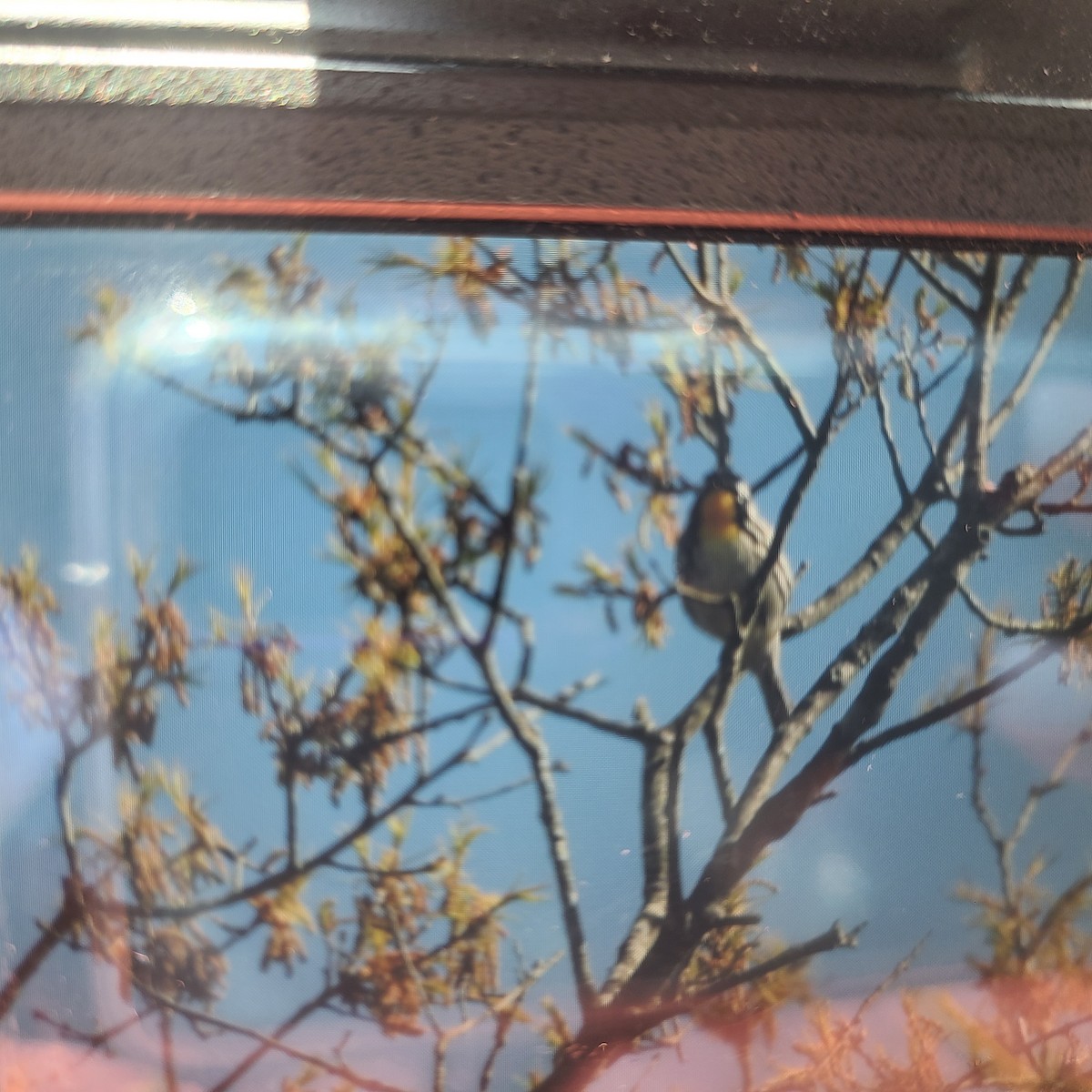 Yellow-throated Warbler - ML329629711