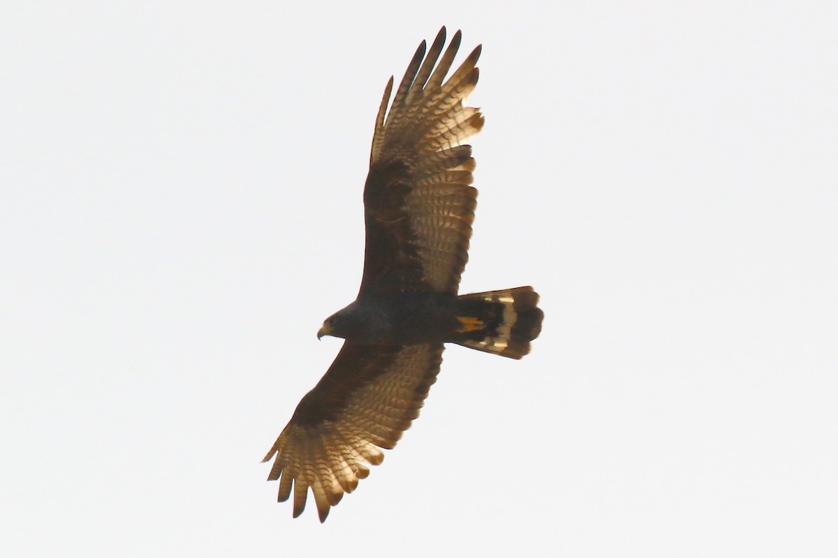 Zone-tailed Hawk - ML329632391