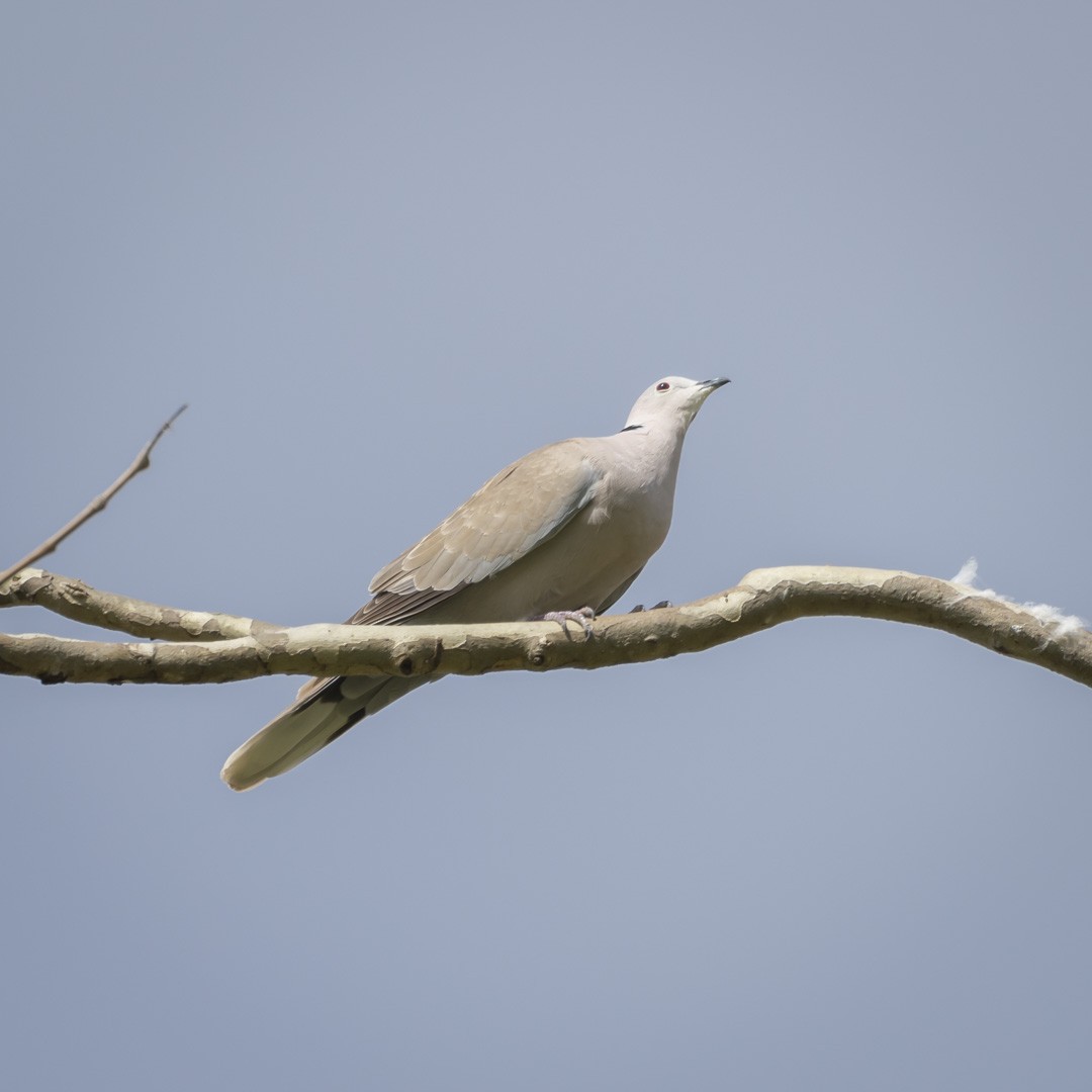 Eurasian Collared-Dove - ML329636041