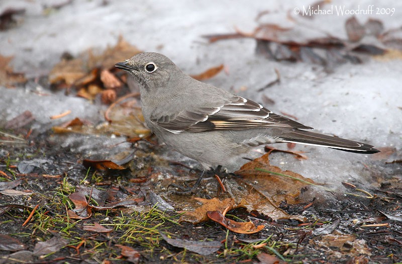 Townsend's Solitaire - Michael Woodruff