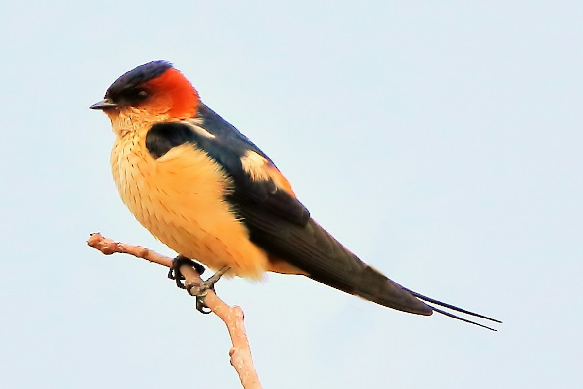 Red-rumped Swallow - ML329638811
