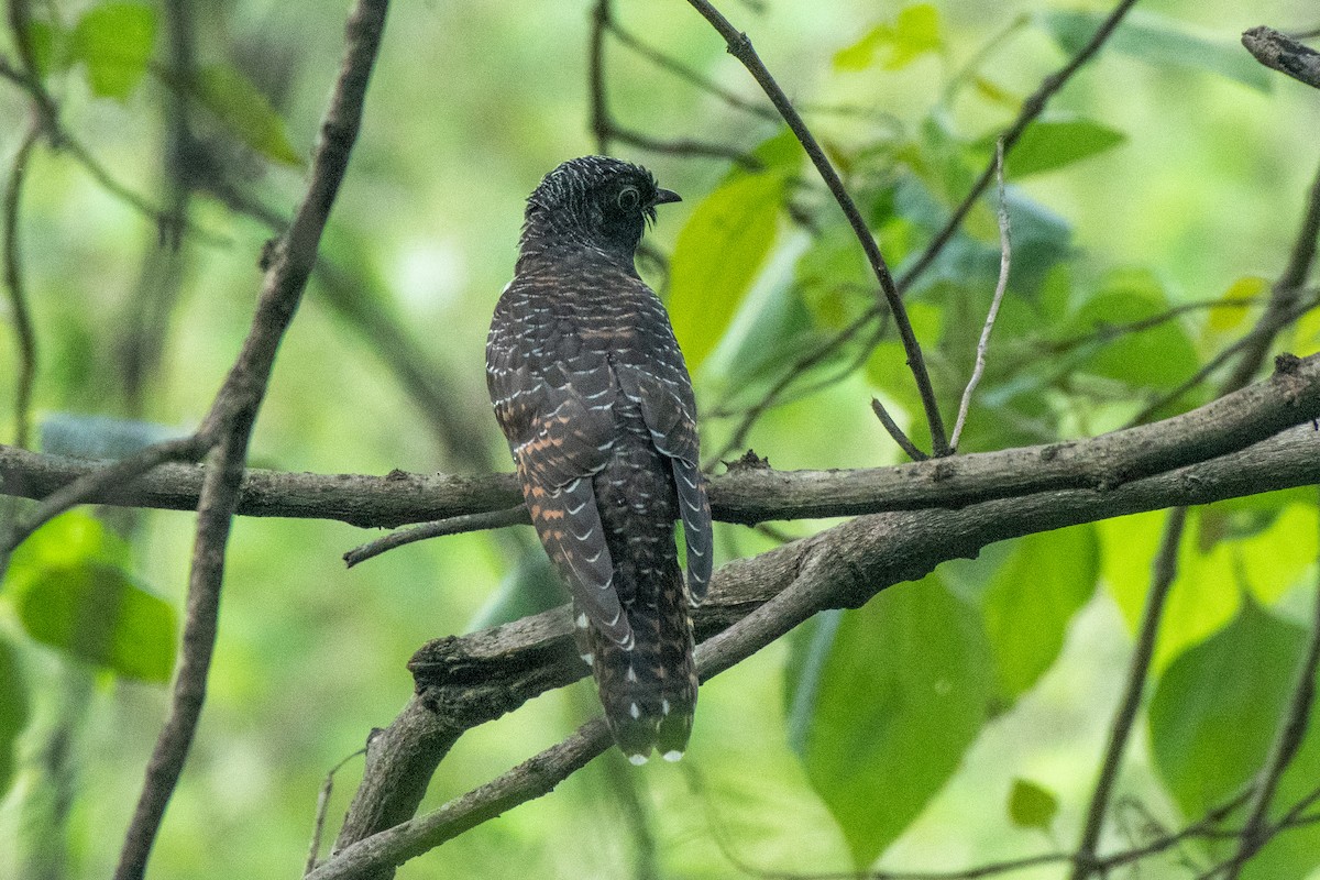 Indian Cuckoo - Parmil Kumar