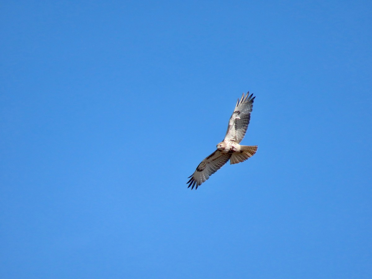 Red-tailed Hawk - ML329644351