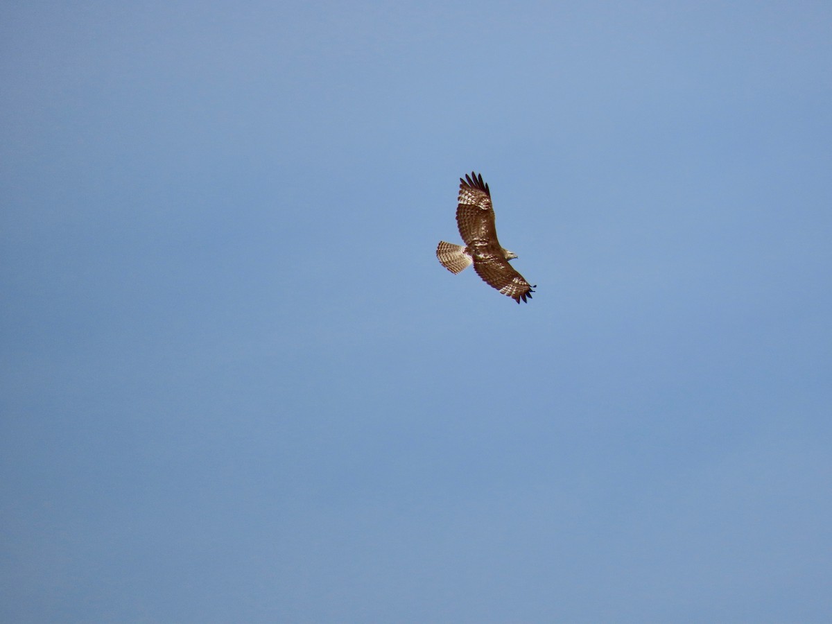 Red-tailed Hawk - ML329644361