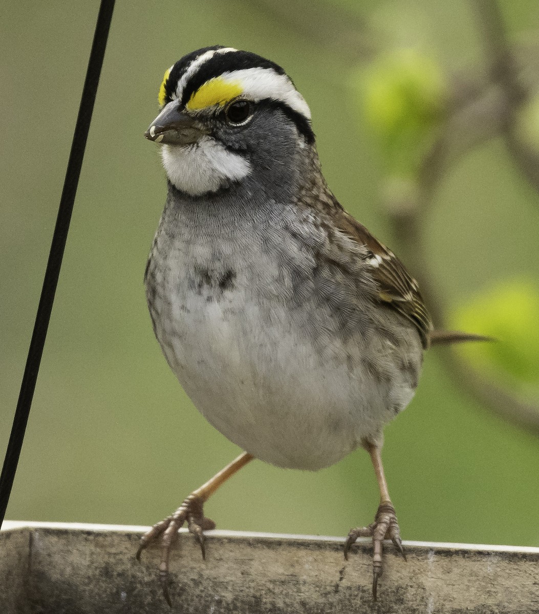 White-throated Sparrow - Ian Routley
