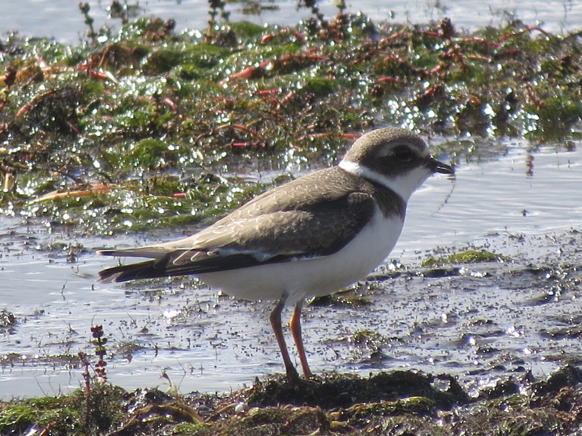 Semipalmated Plover - ML32965181