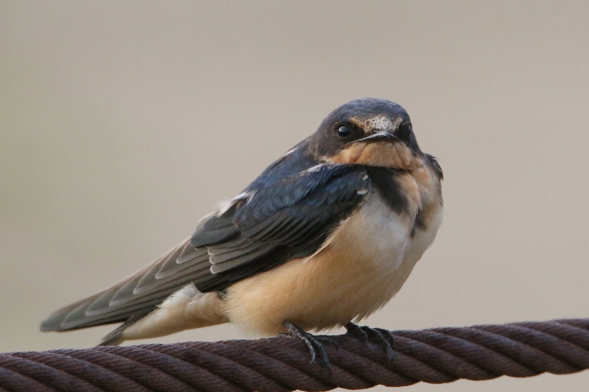 Barn Swallow - Russ Smiley