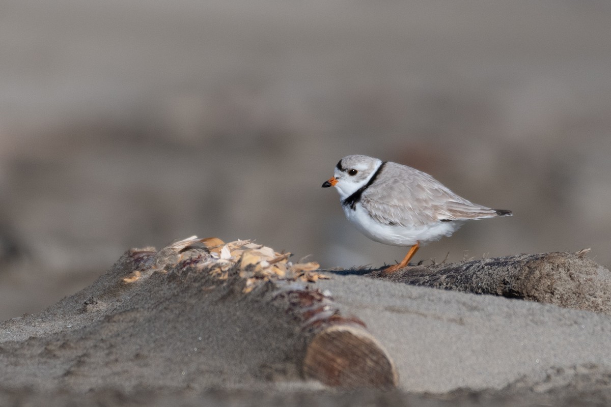 Piping Plover - ML329657491