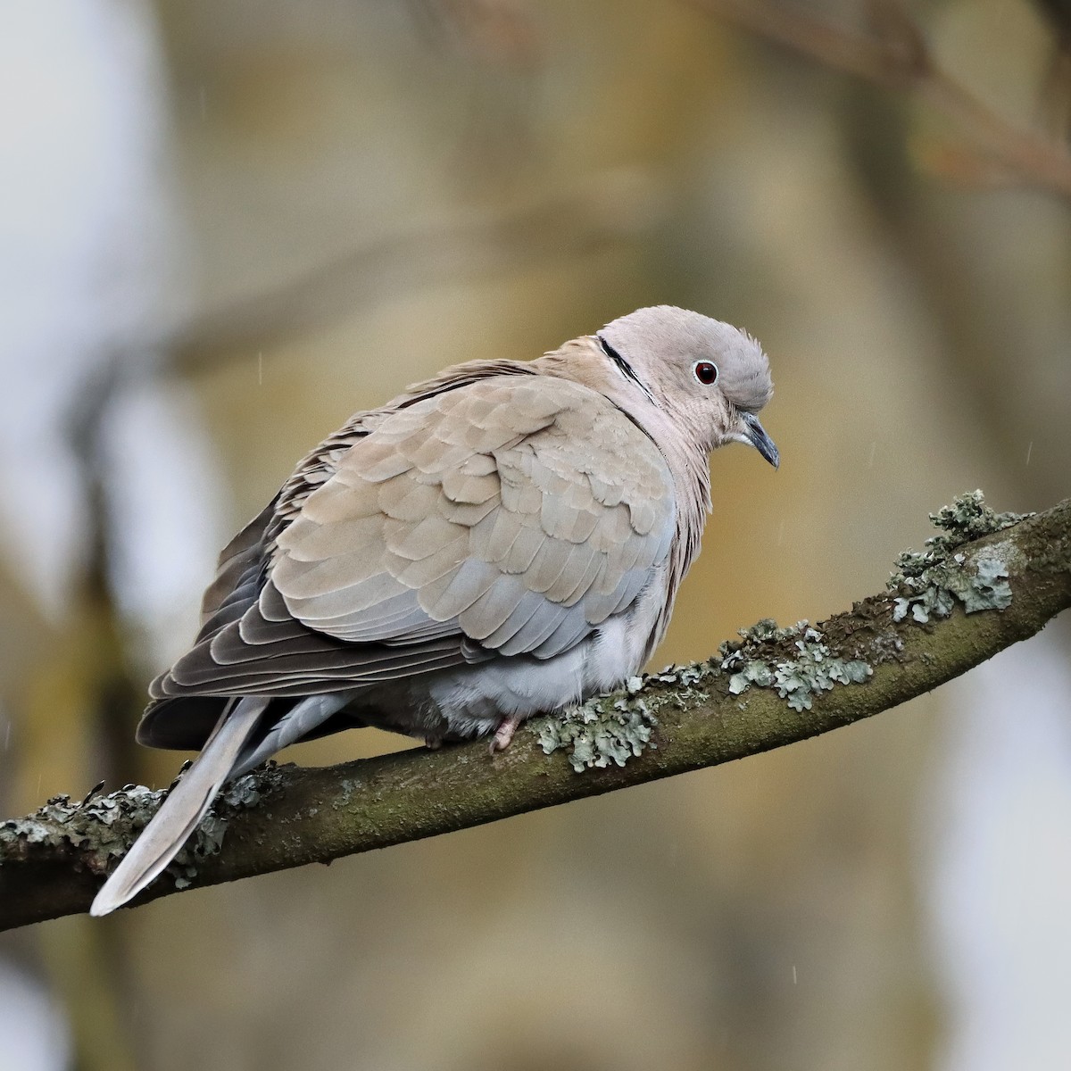 Eurasian Collared-Dove - Rego Ostonen