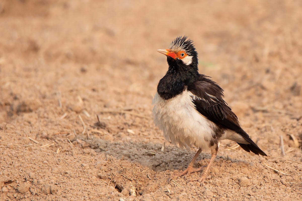 Asian Pied Starling (Asian) - ML329665931