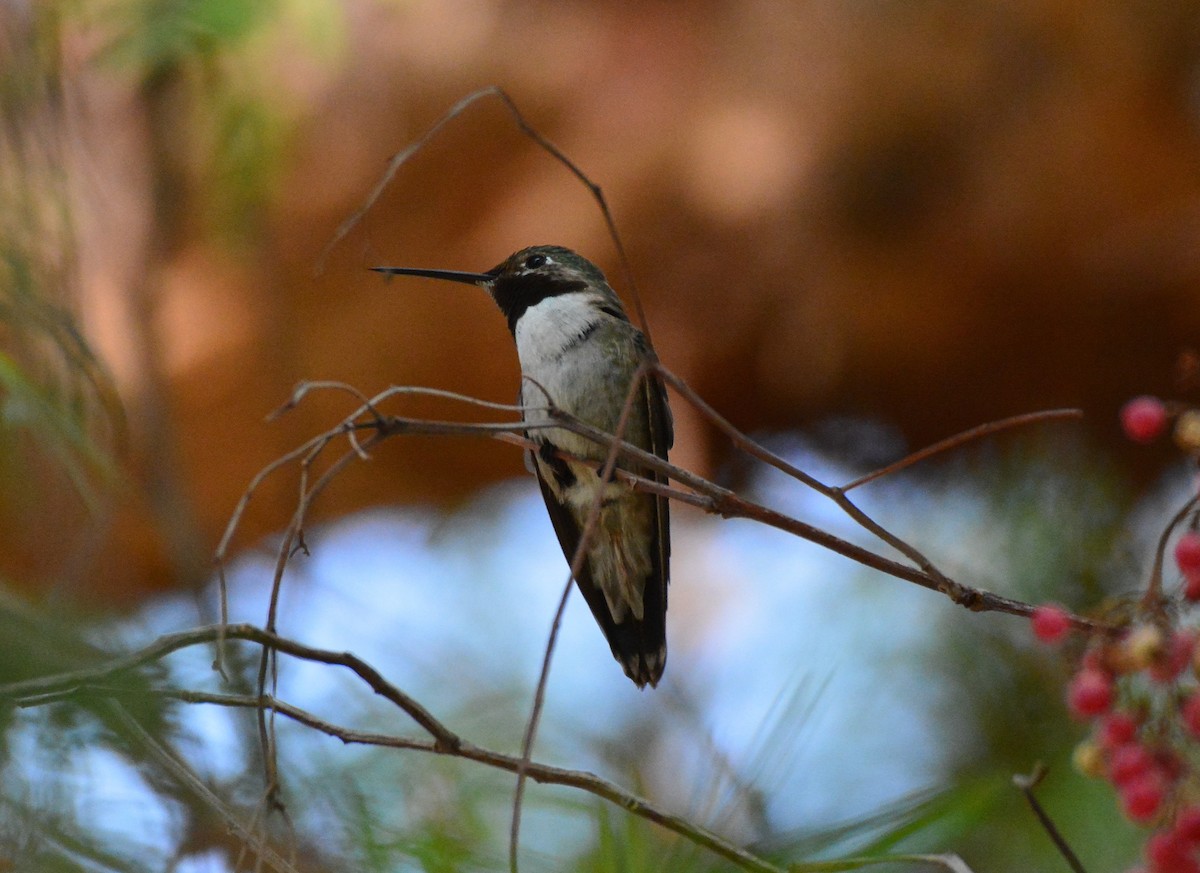 Broad-tailed Hummingbird - ML32966631