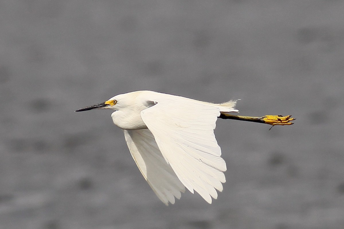 Snowy Egret - Ronald Newhouse